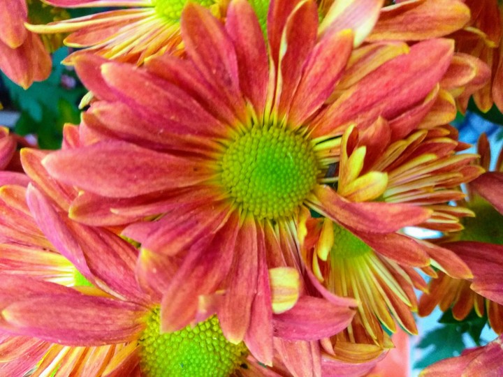 flower