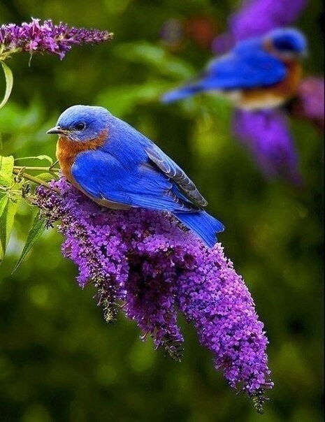 birds and flowers.