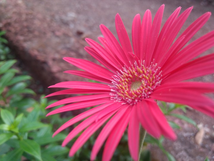 pink
