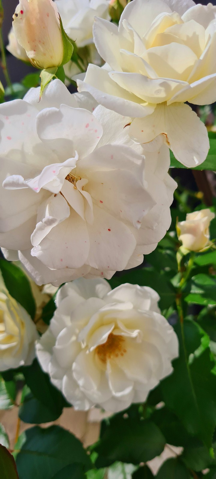 roses