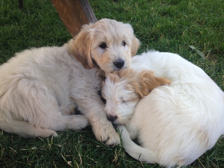 puppies