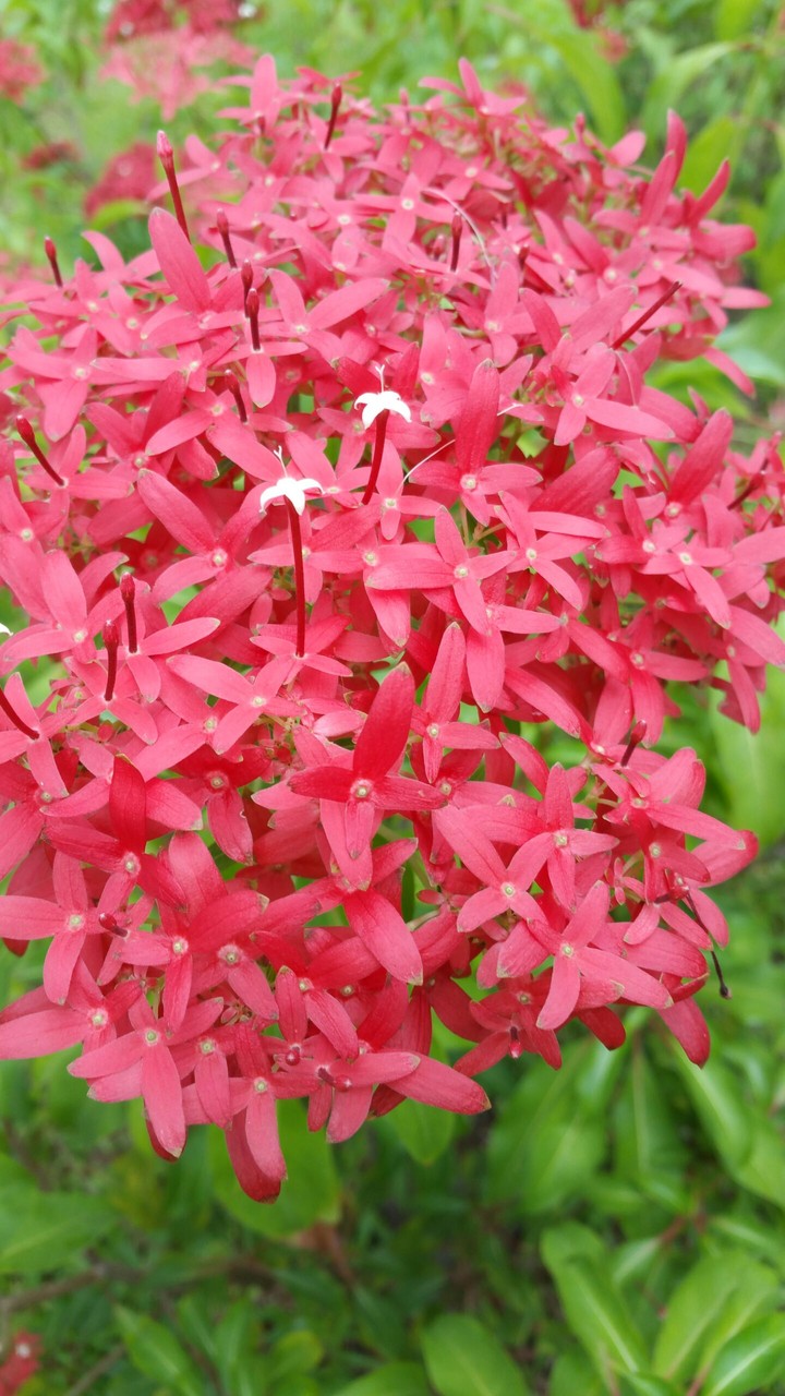 Red flower