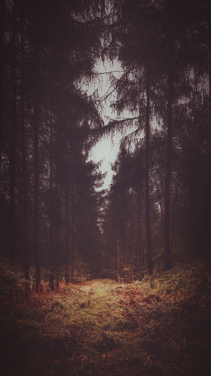 Forest