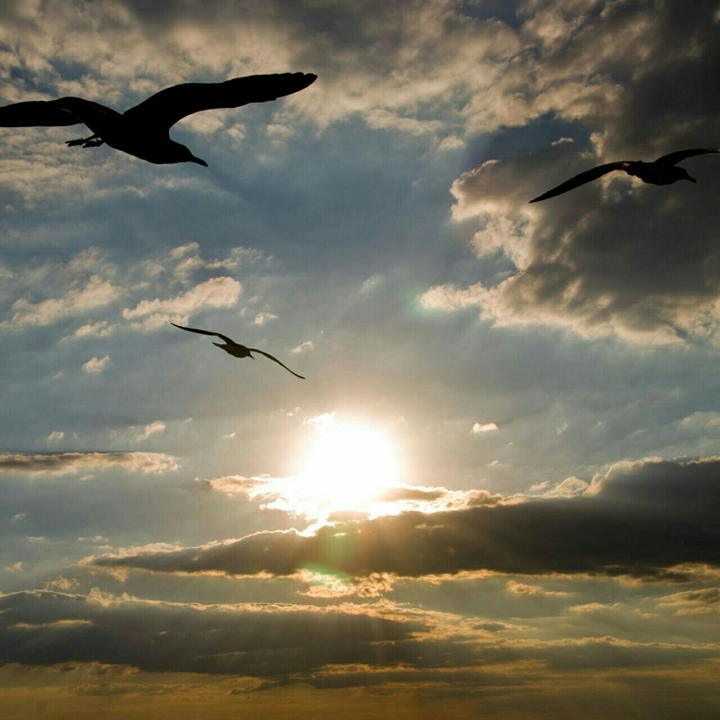 birds in the sky.......