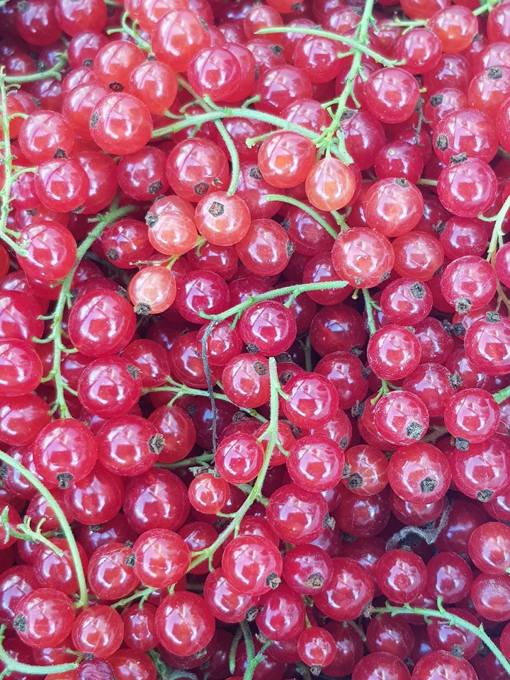 rote johannisbeeren