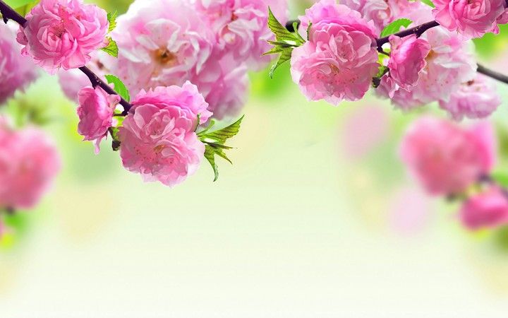 Spring flowers