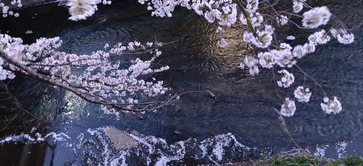petals in river