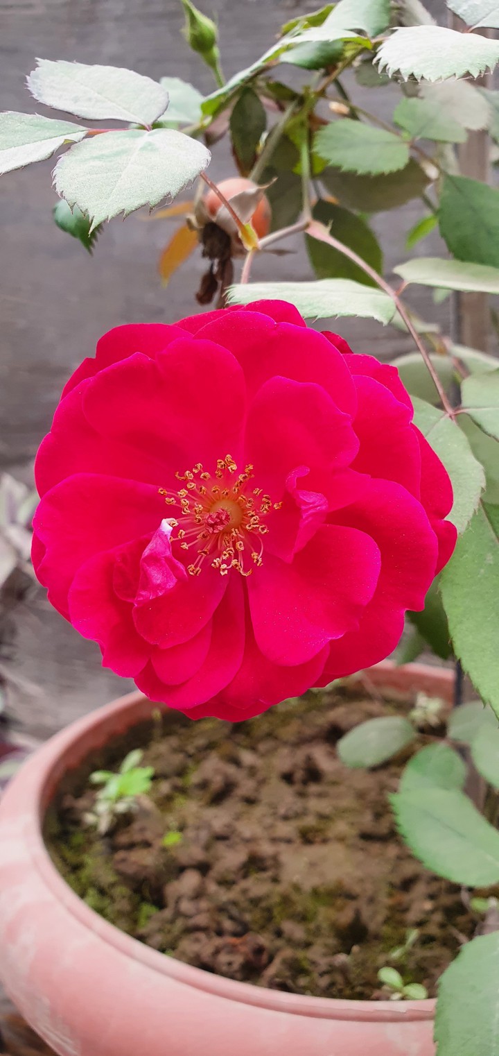 Rose
