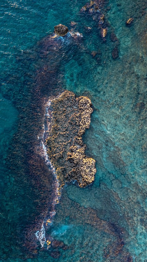 algae, tropics壁紙