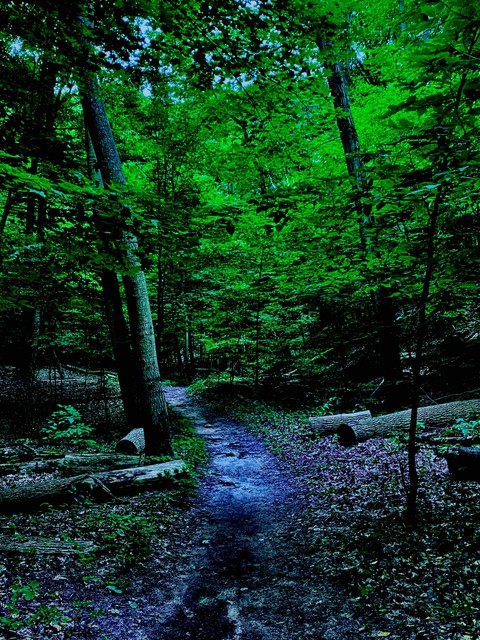 vegetation, forest Hintergrundbilder