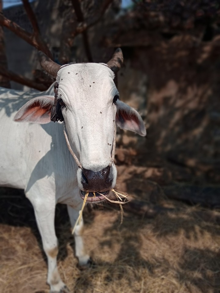 Ox
