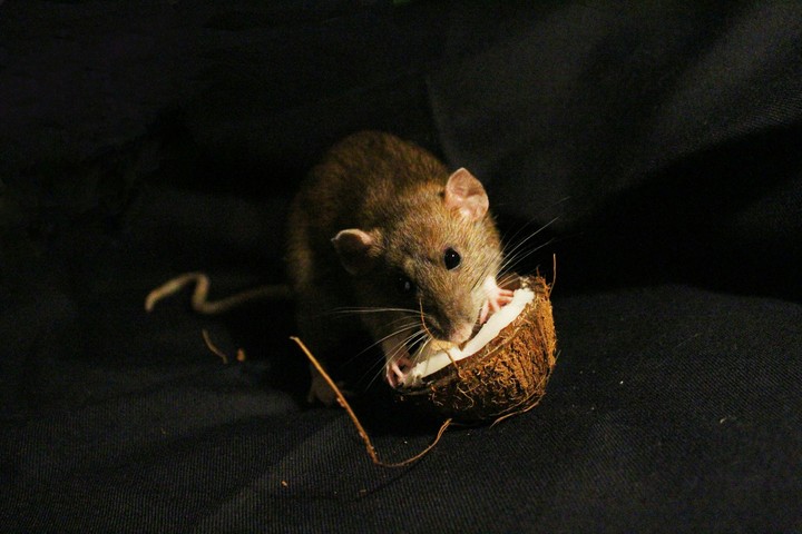 rat