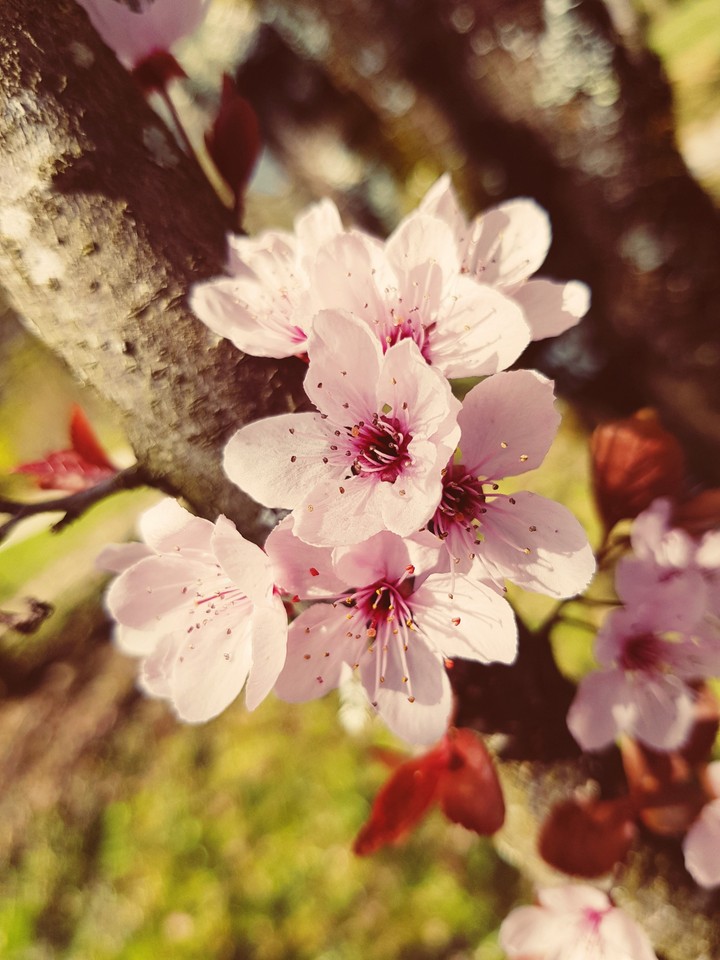première fleurs du printemps