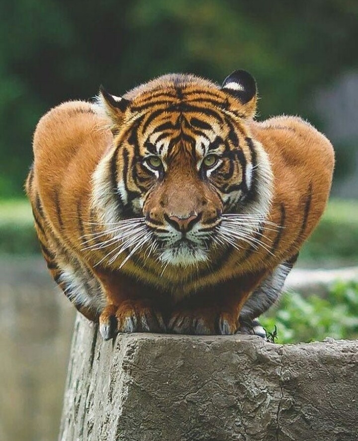 feroz mas ao mesmo tempo lindo