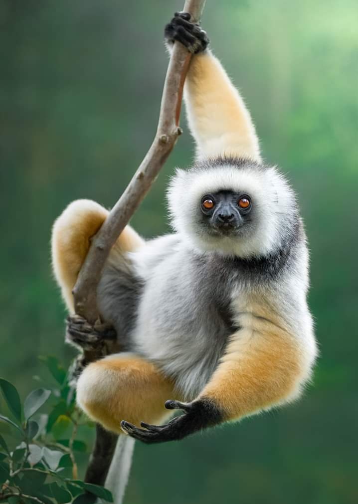 Monkey