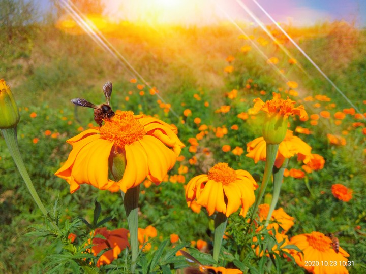 flowers