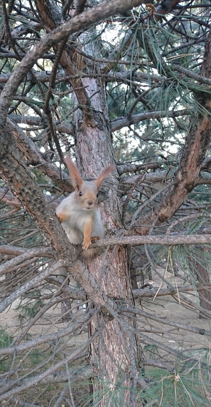 Squirrel