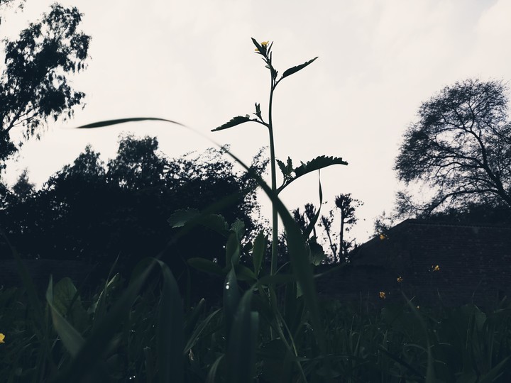 nature