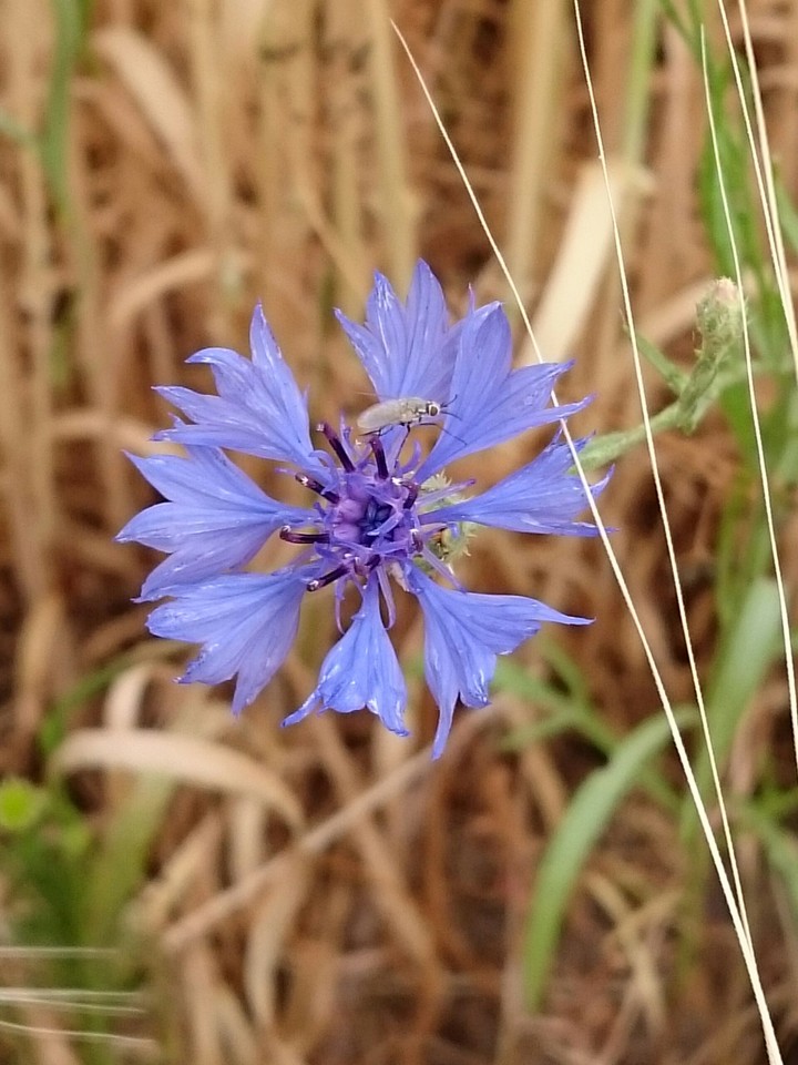 Kornblume mit Fliege