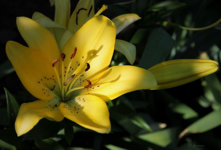 O.V.♡ my Lily