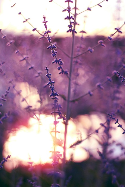 Fields of Dreams