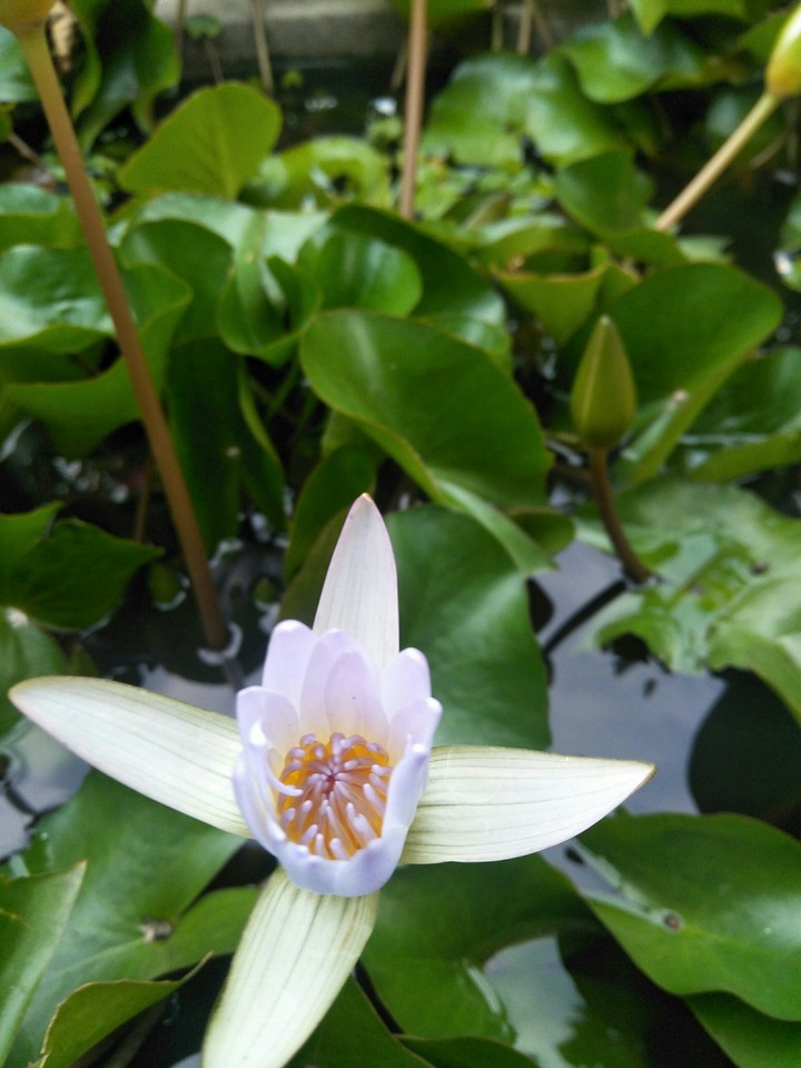 water lily