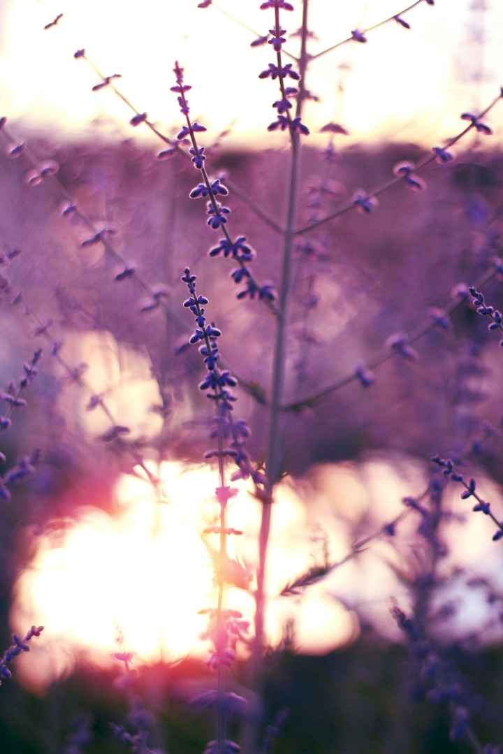 Fields of Dreams