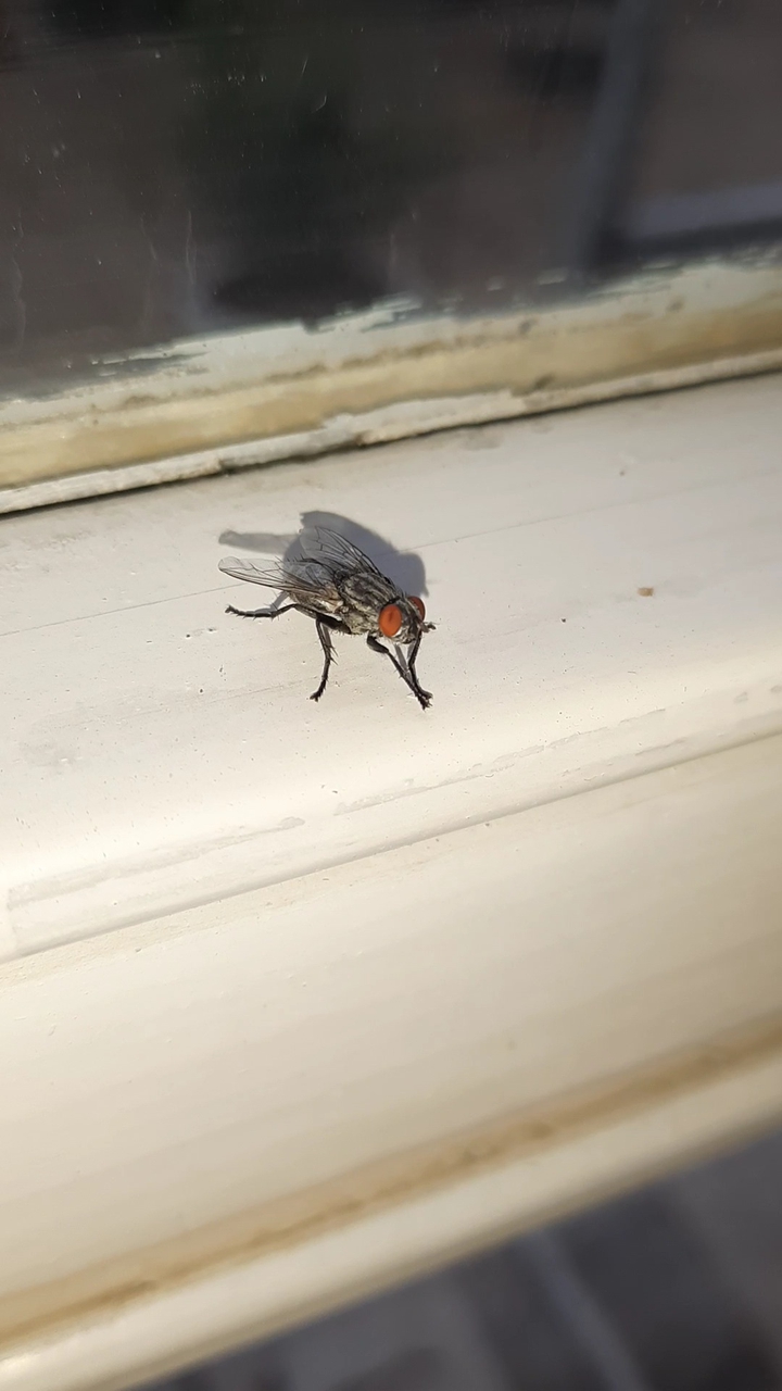 fly