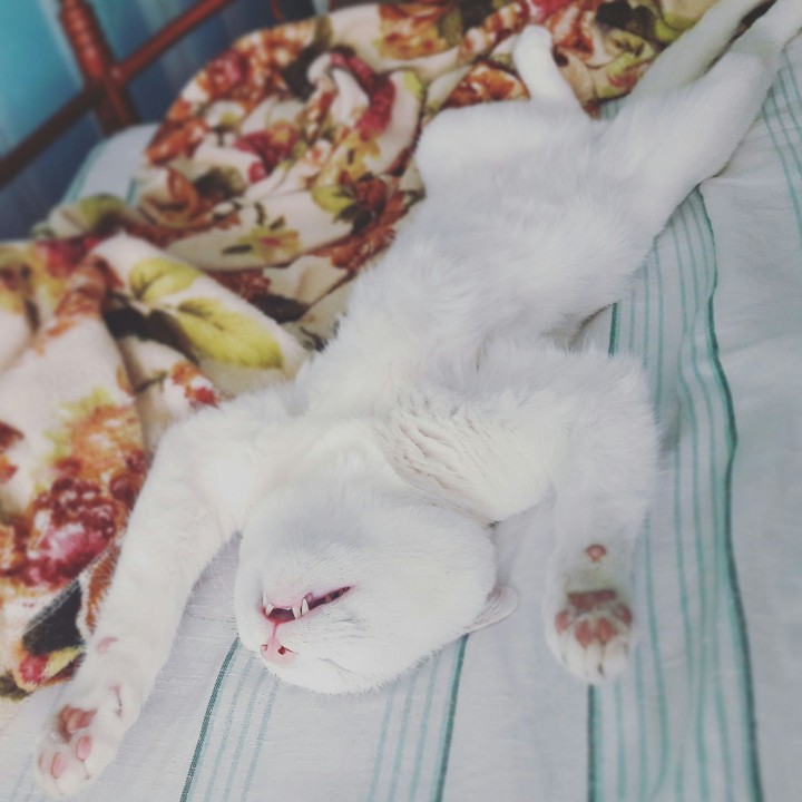 Amur