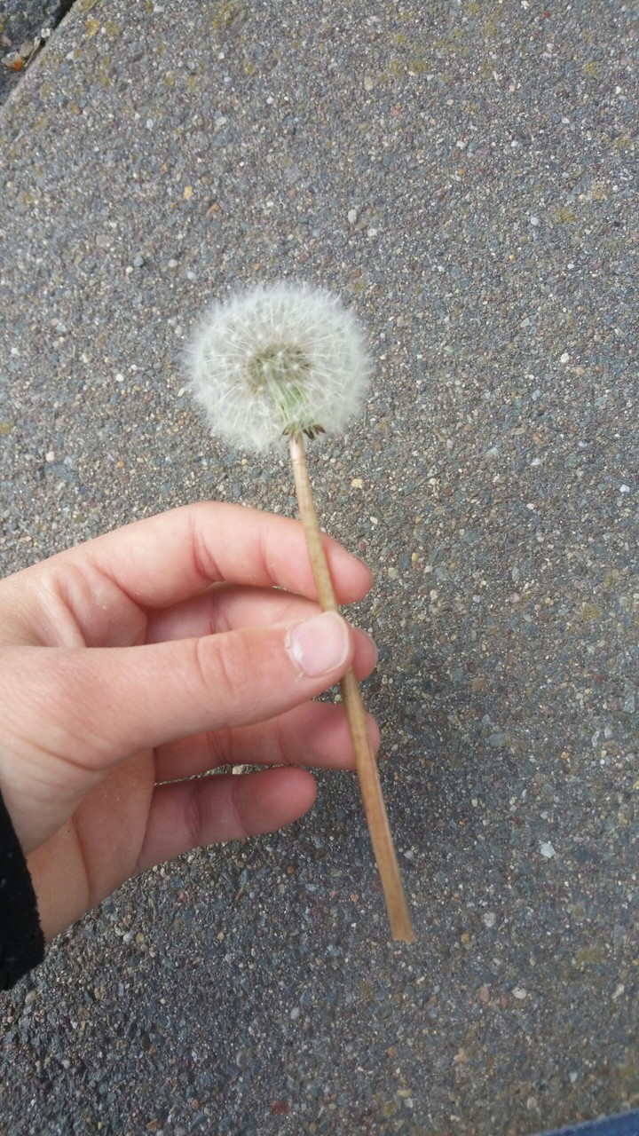 Pusteblume