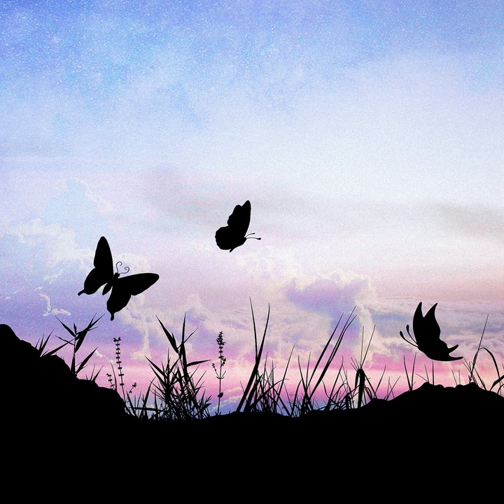#butterfly