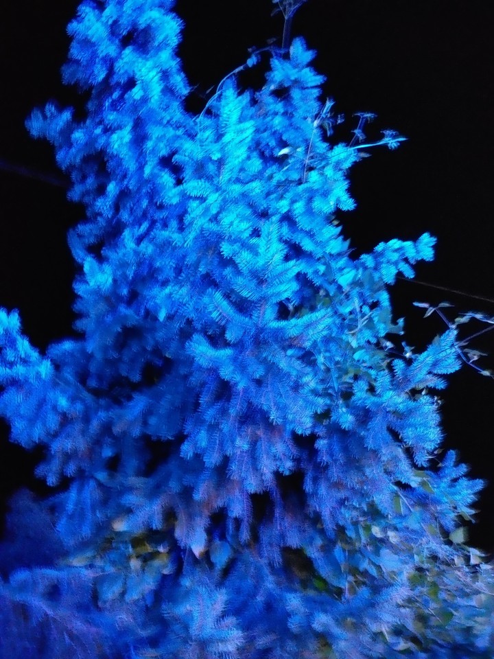 blue tree