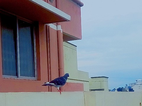 bird, beak wallpapers