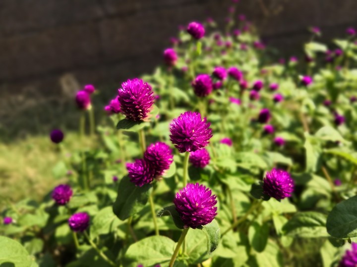 random flowers
