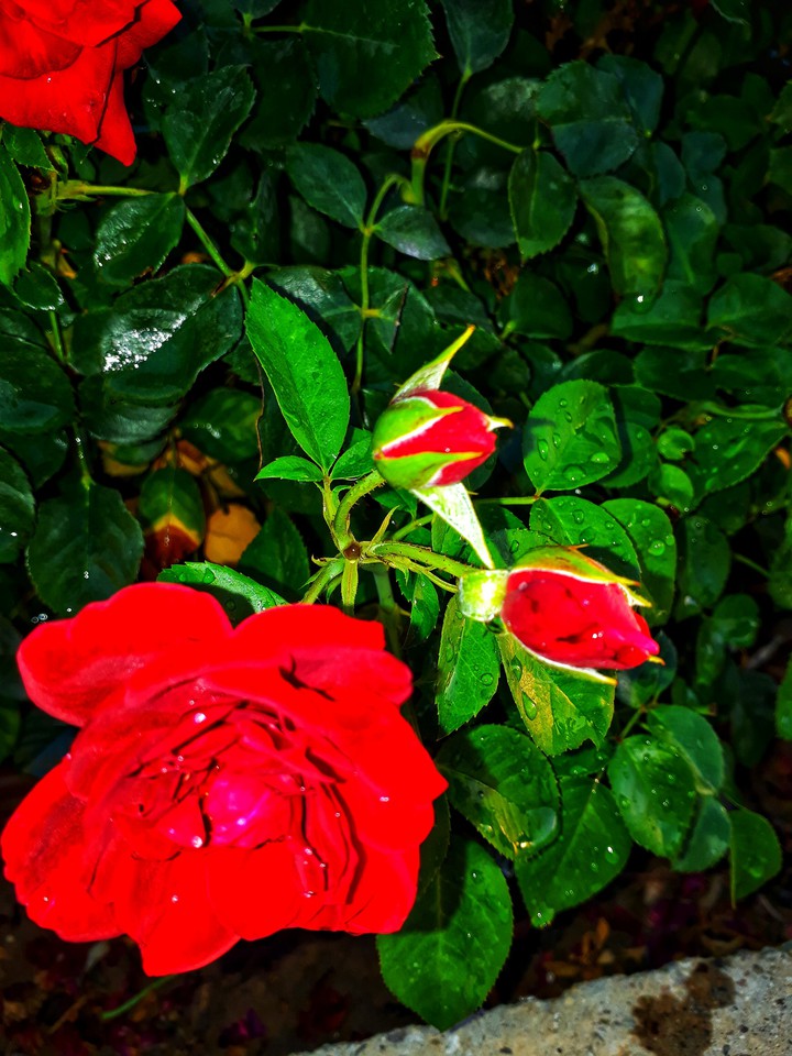 Flower#Kurdstan#Woman#Zaino#Green#Red