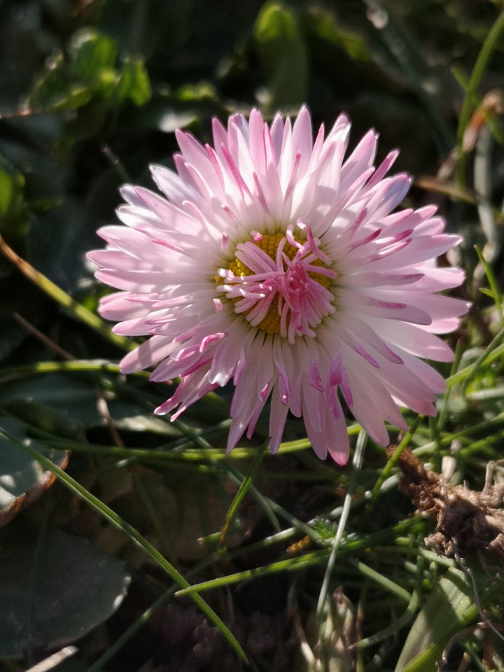 Gänseblümchen rosa