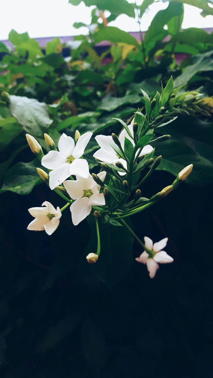 white flower