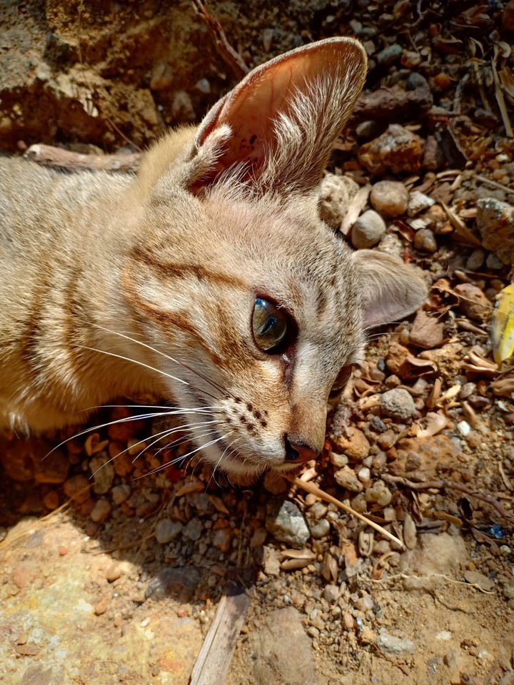 cat