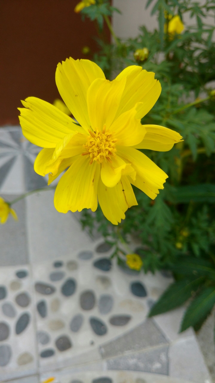 Yellow flower