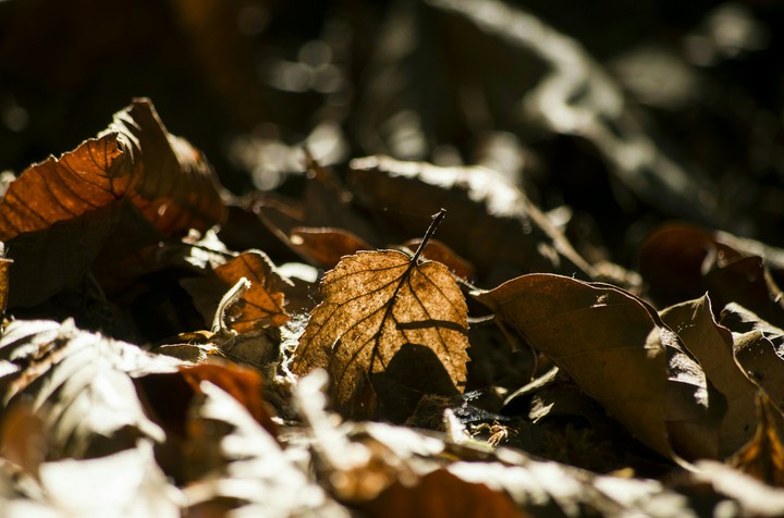 Summer or Autumn?