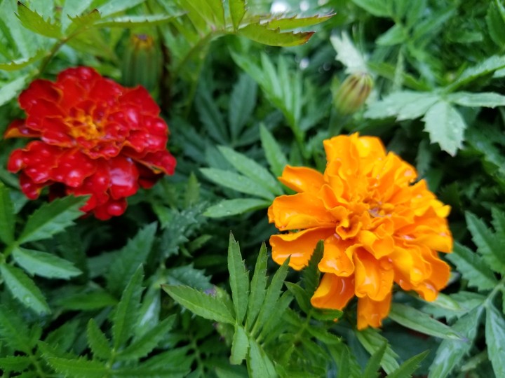 Marigolds