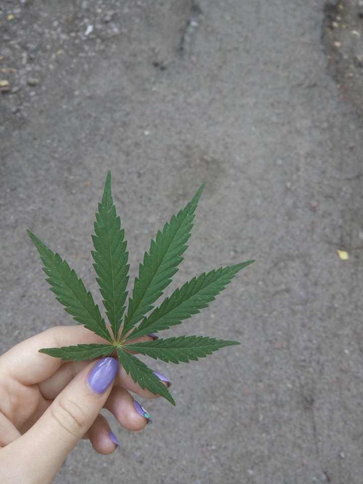 Hemp