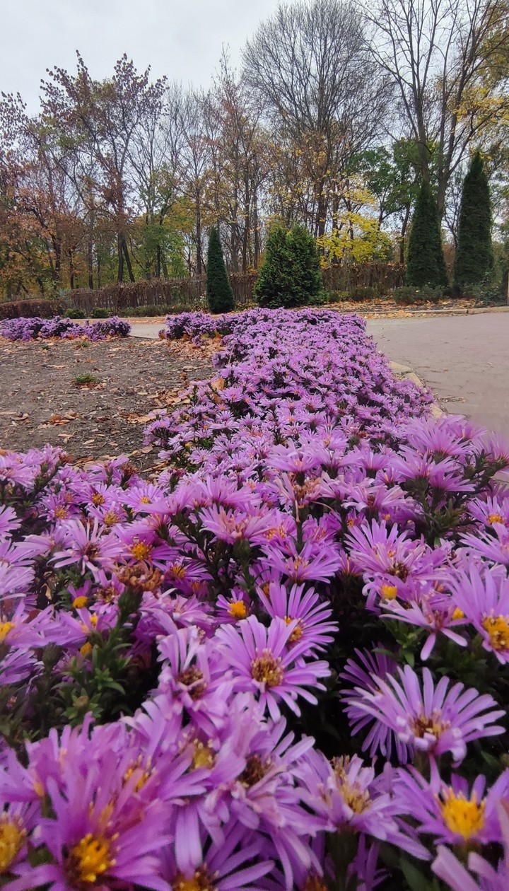 violet