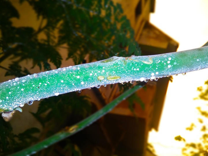 water drop