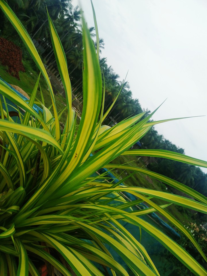 nature