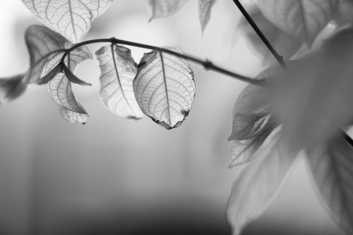 Monochrome