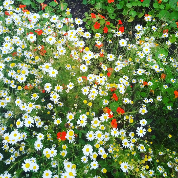 Flowers in the garden