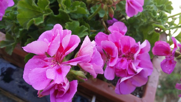 amazing pinky flowers