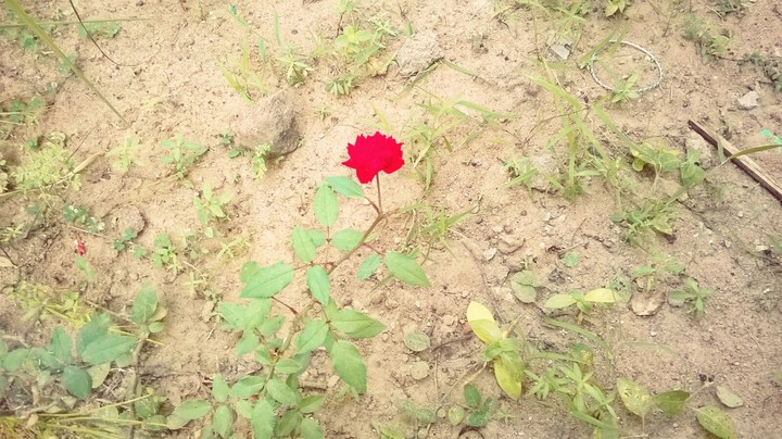 flower
