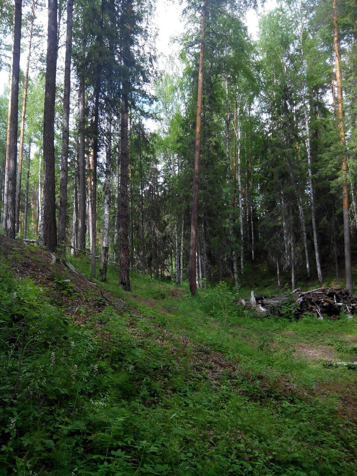 Forest